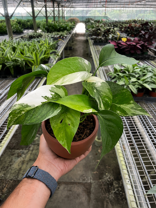 Pothos 'Albo Variegata'