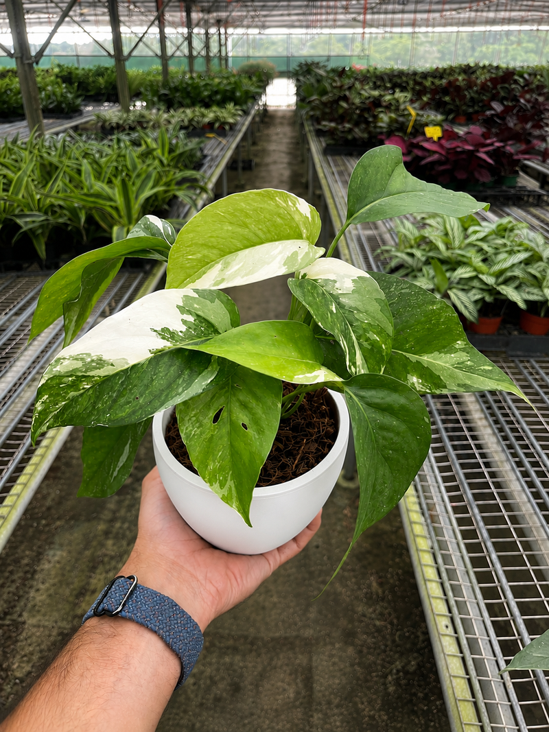 Load image into Gallery viewer, Pothos 'Albo Variegata'
