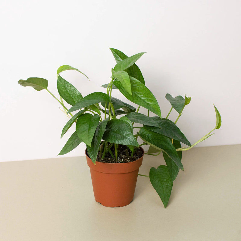 Load image into Gallery viewer, Pothos 'Cebu Blue'
