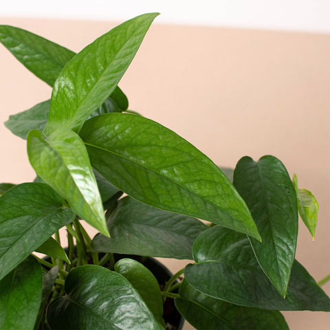 Pothos 'Cebu Blue', additional product view 2