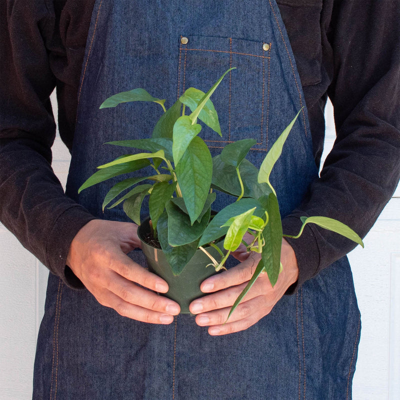 Load image into Gallery viewer, Pothos 'Cebu Blue'
