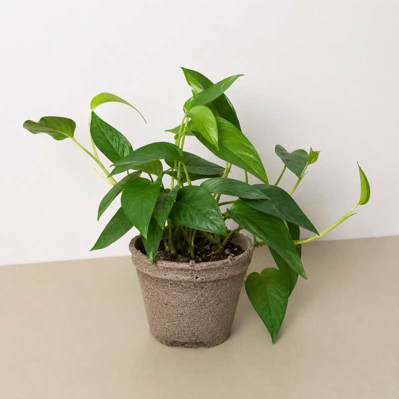 Load image into Gallery viewer, Pothos 'Cebu Blue'
