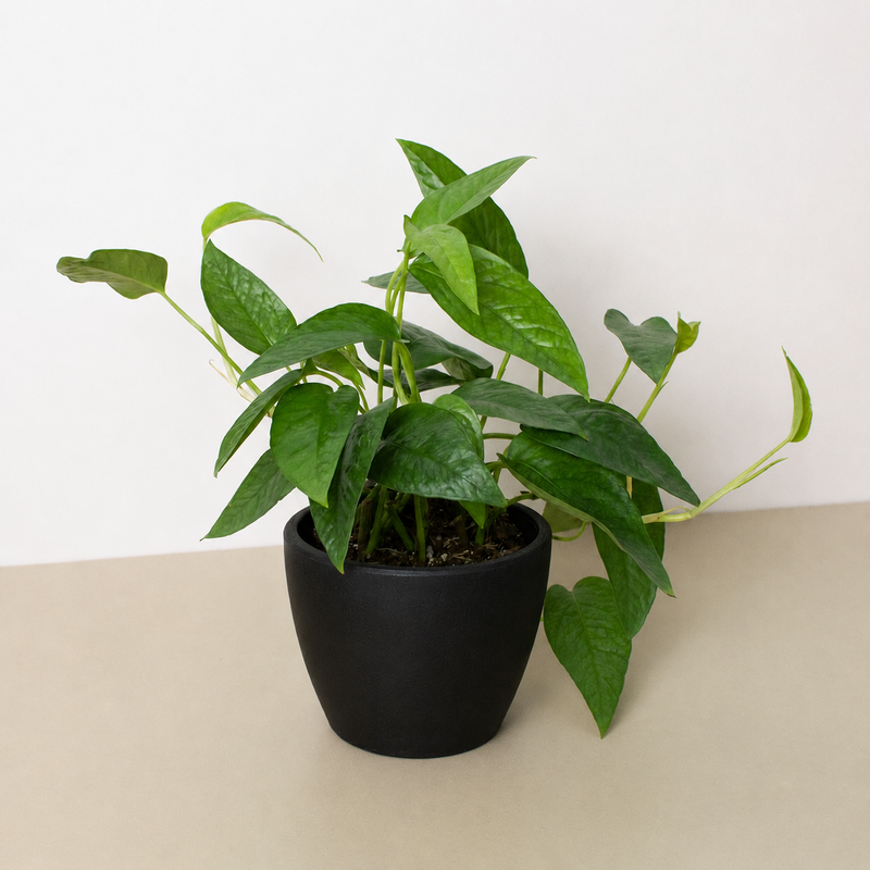 Load image into Gallery viewer, Pothos 'Cebu Blue'
