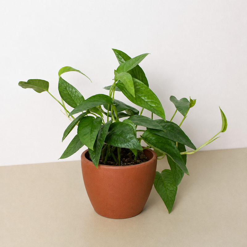 Load image into Gallery viewer, Pothos 'Cebu Blue'
