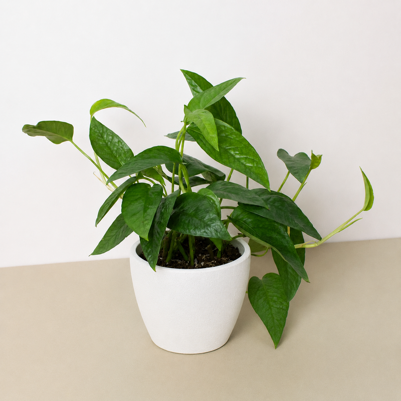 Load image into Gallery viewer, Pothos 'Cebu Blue'

