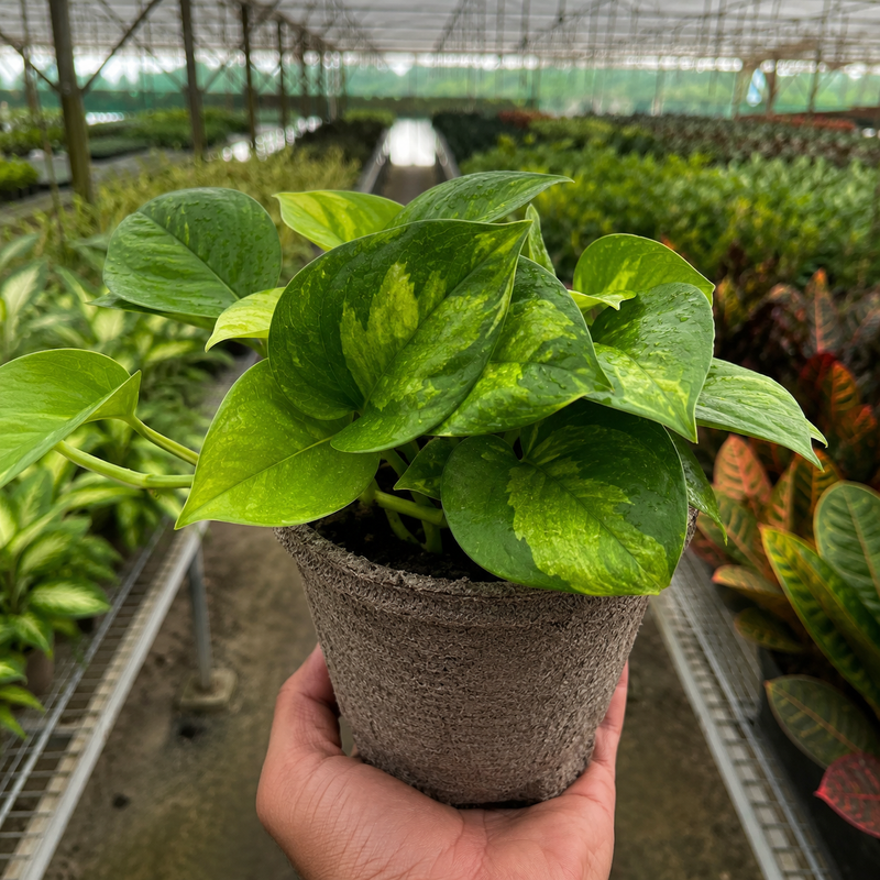Load image into Gallery viewer, Pothos Global Green
