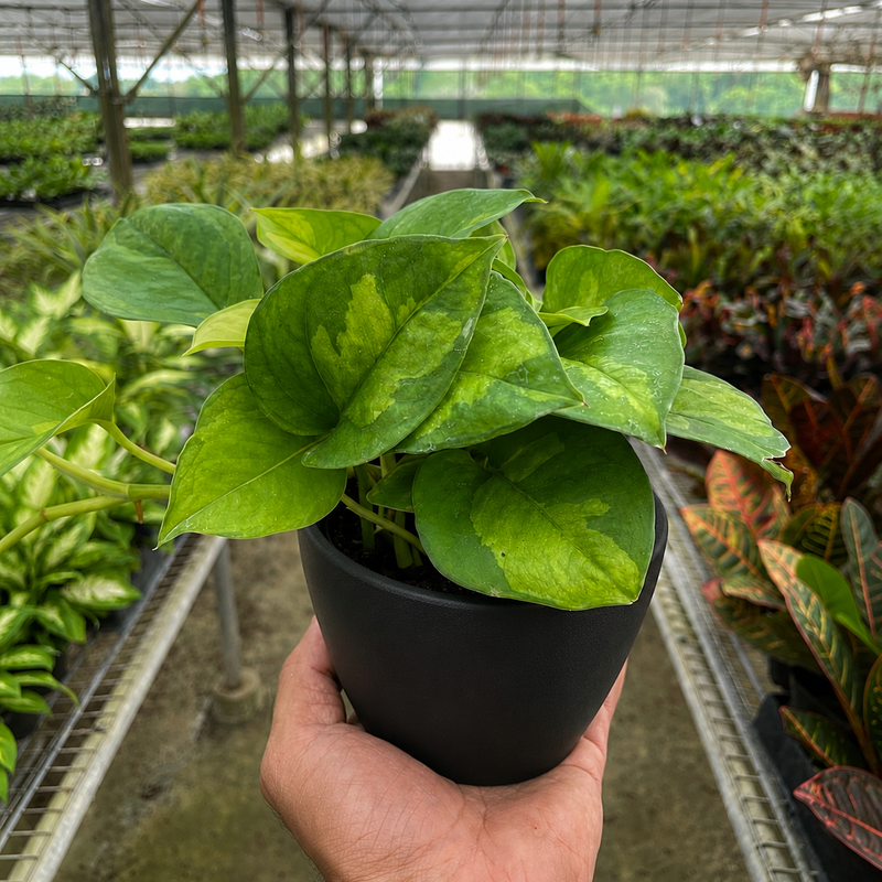 Load image into Gallery viewer, Pothos Global Green
