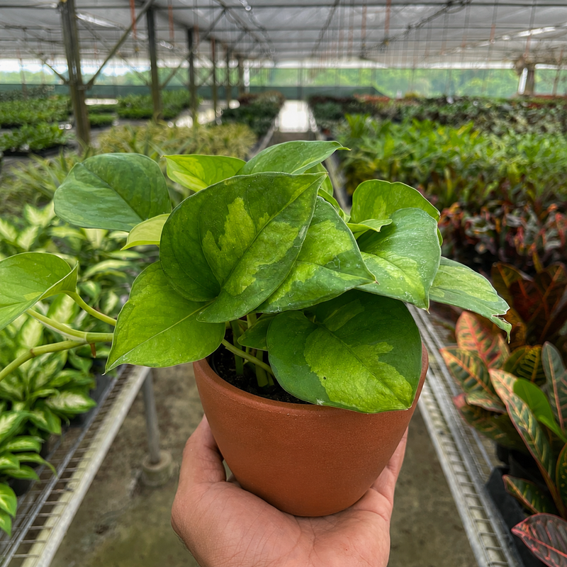 Load image into Gallery viewer, Pothos Global Green
