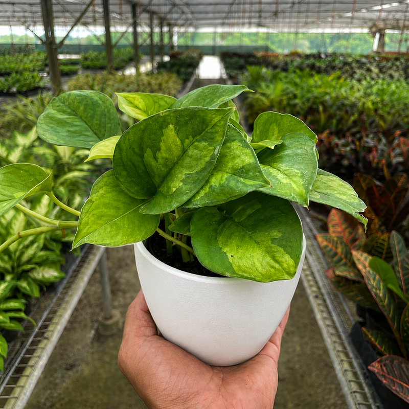 Load image into Gallery viewer, Pothos Global Green
