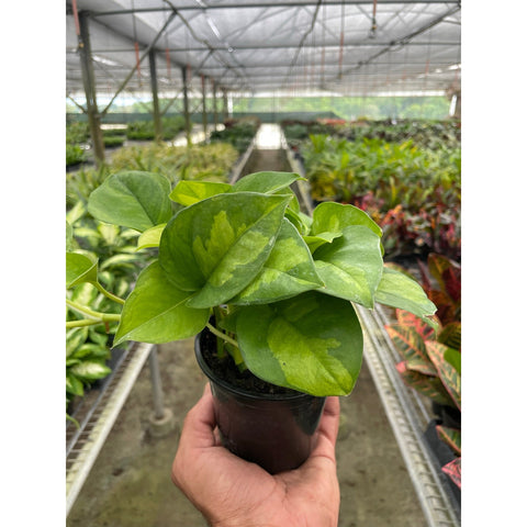 Pothos Global Green, additional product view 2