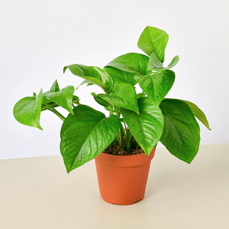 Load image into Gallery viewer, Pothos 'Green Queen'
