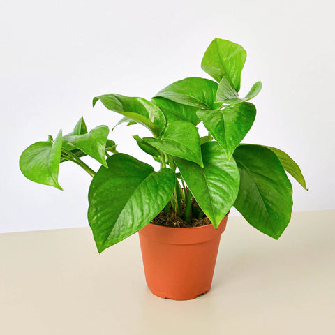 Pothos Green Queen
