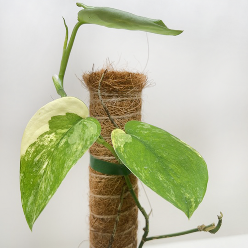 Load image into Gallery viewer, Pothos Jade Satin Albo
