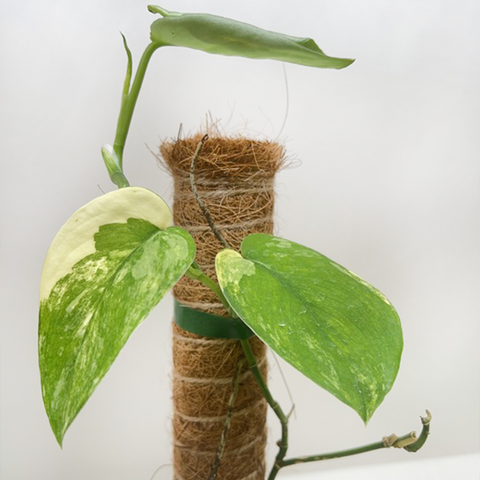 Pothos Jade Satin Albo, additional product view 2