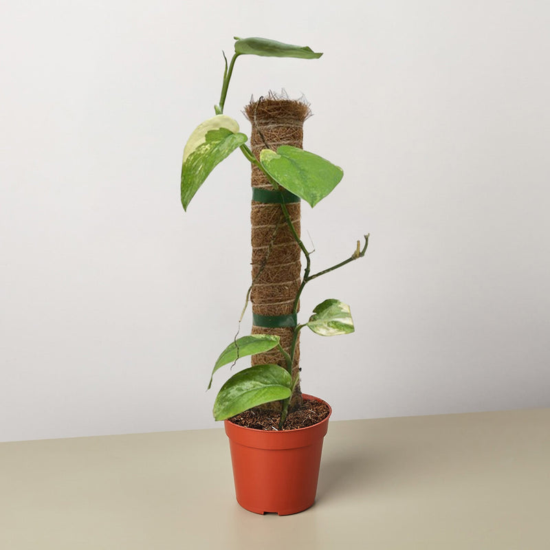 Load image into Gallery viewer, Pothos Jade Satin Albo
