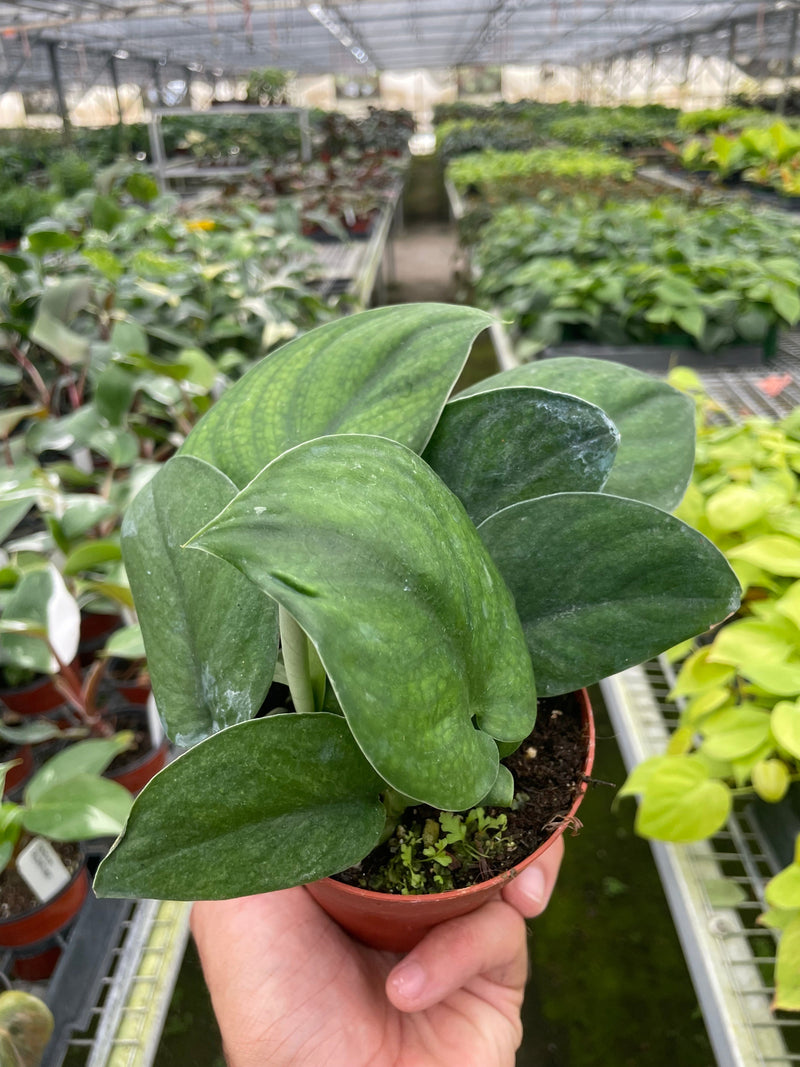 Load image into Gallery viewer, Pothos Jade Satin
