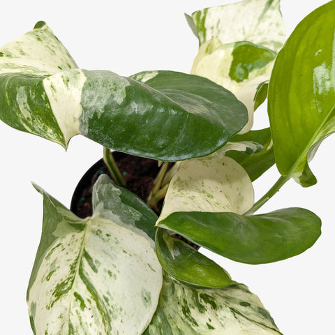 Pothos 'Manjula', additional product view 2
