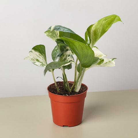 Pothos Manjula