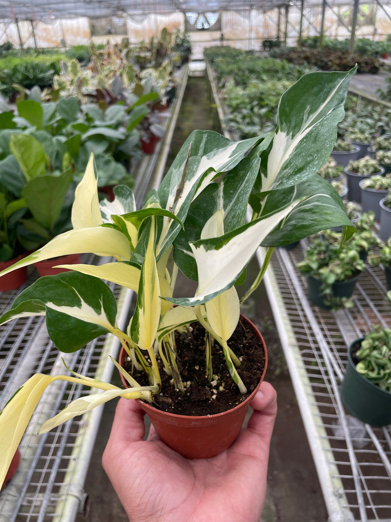 Load image into Gallery viewer, Pothos 'Mutant Manjula'
