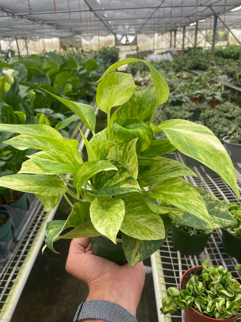 Load image into Gallery viewer, Pothos 'Neon Queen'
