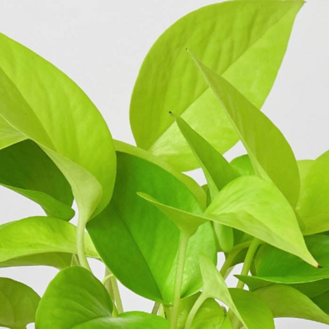 Pothos 'Neon', detail view