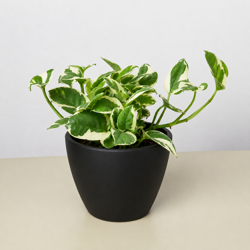 Load image into Gallery viewer, Pothos 'N'joy'
