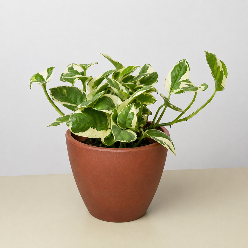 Load image into Gallery viewer, Pothos 'N'joy'
