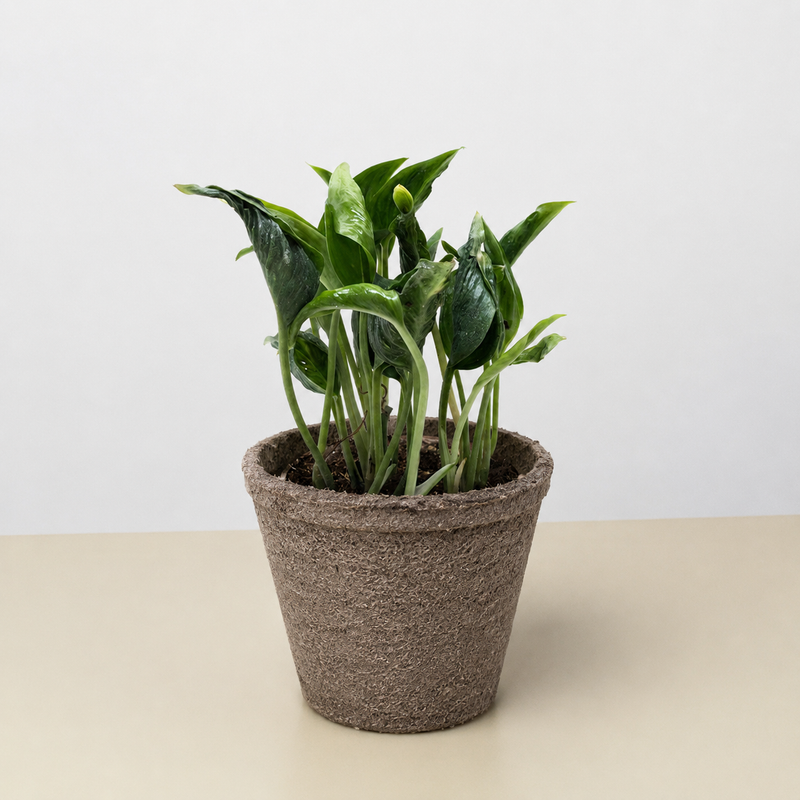 Load image into Gallery viewer, Pothos 'Shangri La'
