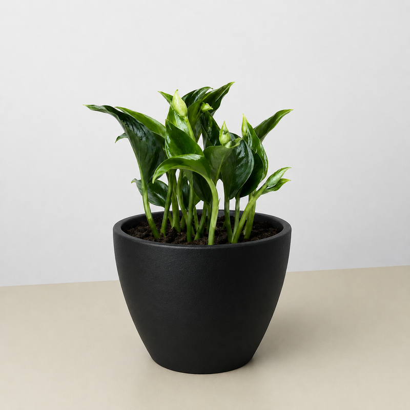 Load image into Gallery viewer, Pothos 'Shangri La'
