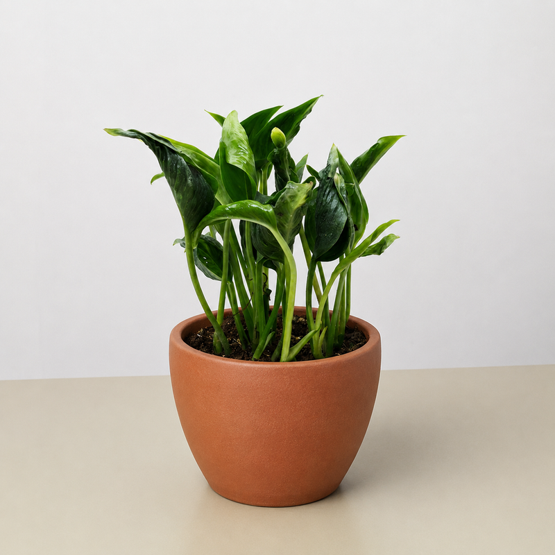 Load image into Gallery viewer, Pothos 'Shangri La'
