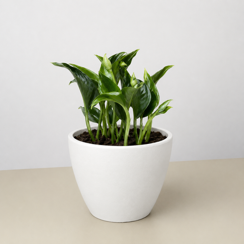 Load image into Gallery viewer, Pothos 'Shangri La'
