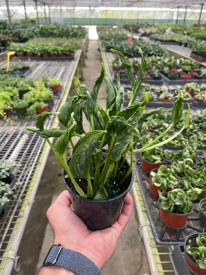Load image into Gallery viewer, Pothos 'Shangri La'
