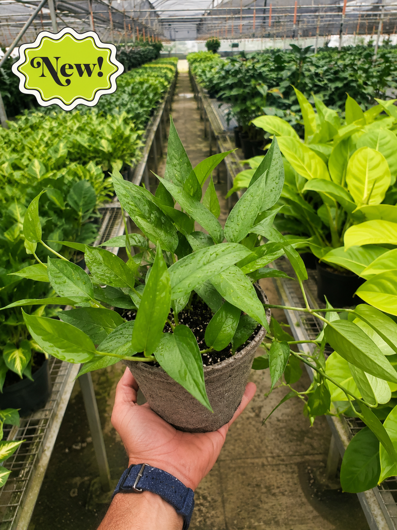 Load image into Gallery viewer, Pothos 'Skeleton Key'
