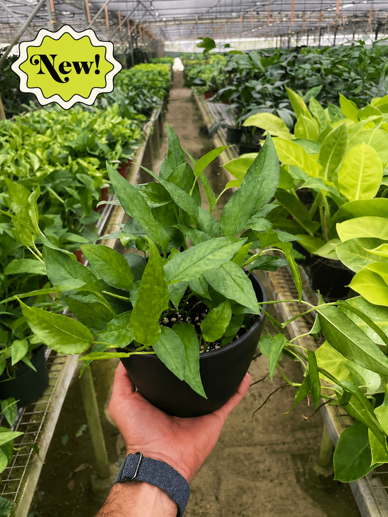 Load image into Gallery viewer, Pothos 'Skeleton Key'
