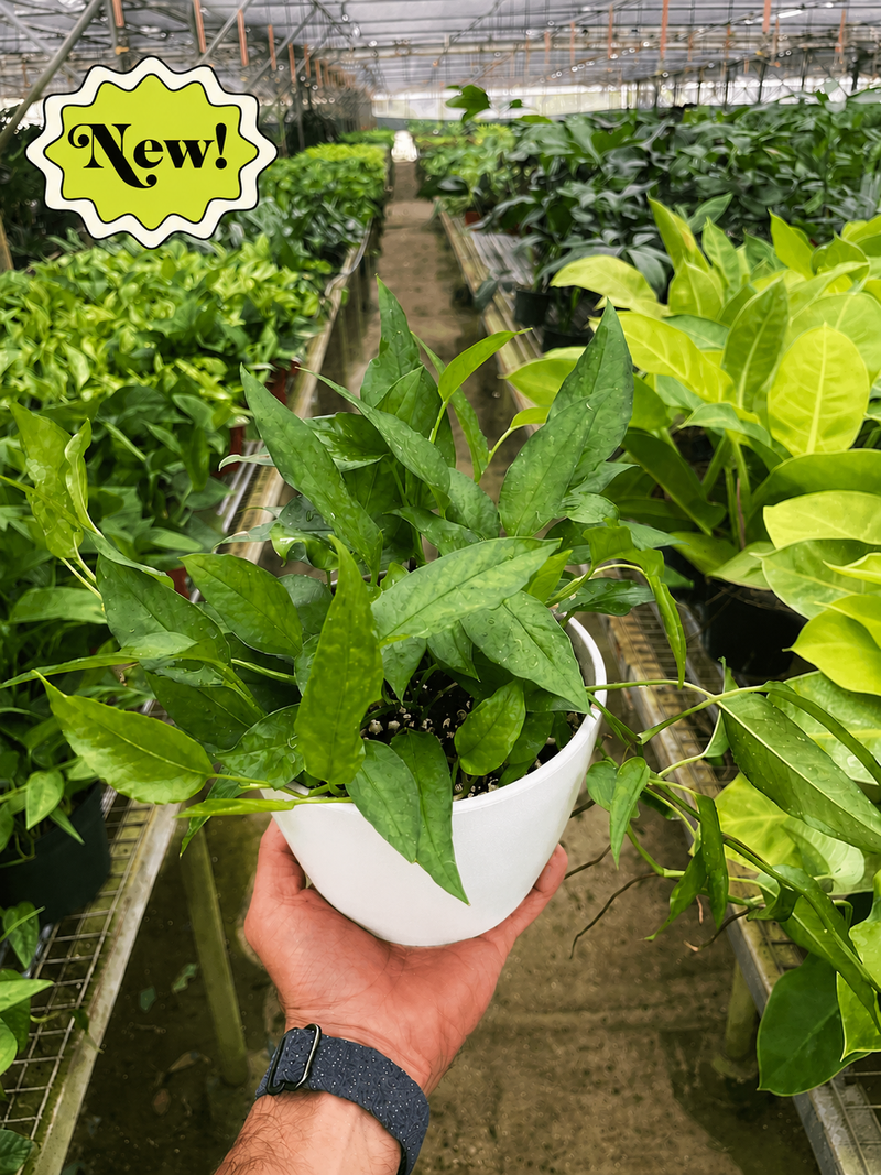 Load image into Gallery viewer, Pothos 'Skeleton Key'
