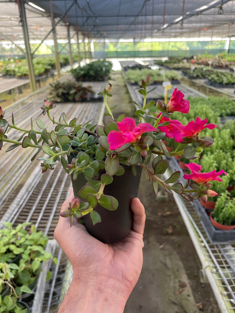 Load image into Gallery viewer, Purslane
