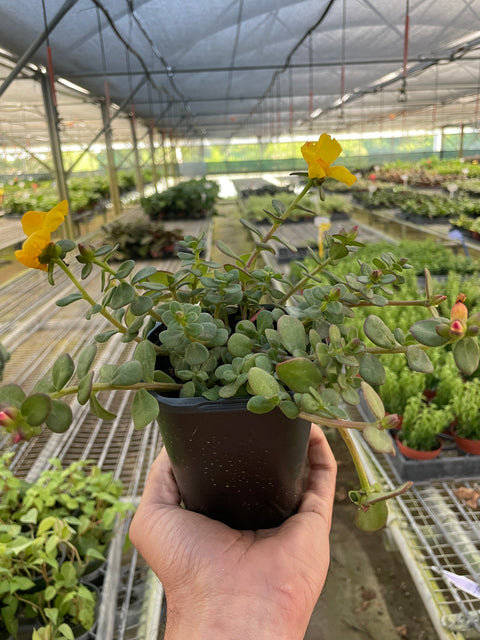 Purslane, additional product view 2