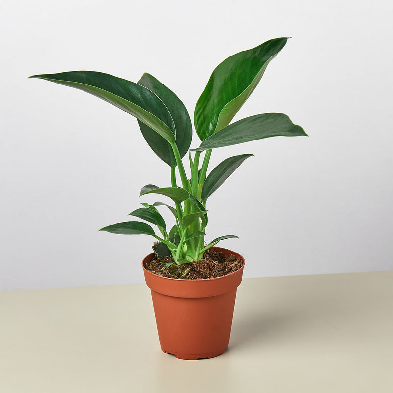 Load image into Gallery viewer, Philodendron 'Congo Green'
