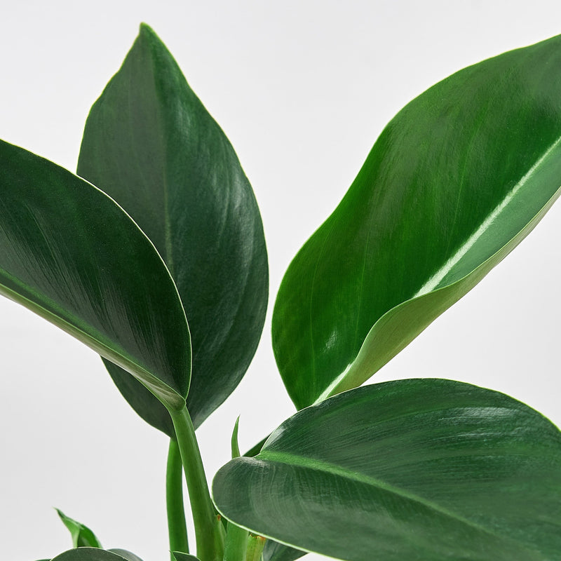 Load image into Gallery viewer, Philodendron 'Congo Green'
