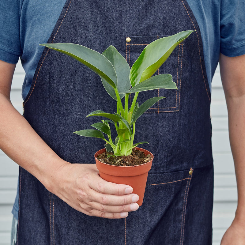 Load image into Gallery viewer, Philodendron 'Congo Green'
