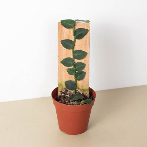 Rhaphidophora Hayi Shingle Plant
