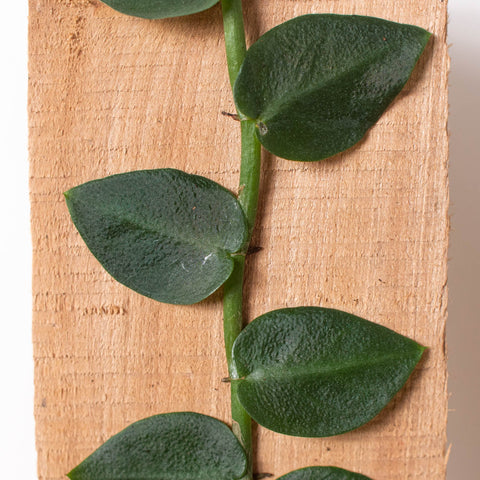 Rhaphidophora 'Hayi' (Shingle Plant), additional product view 2
