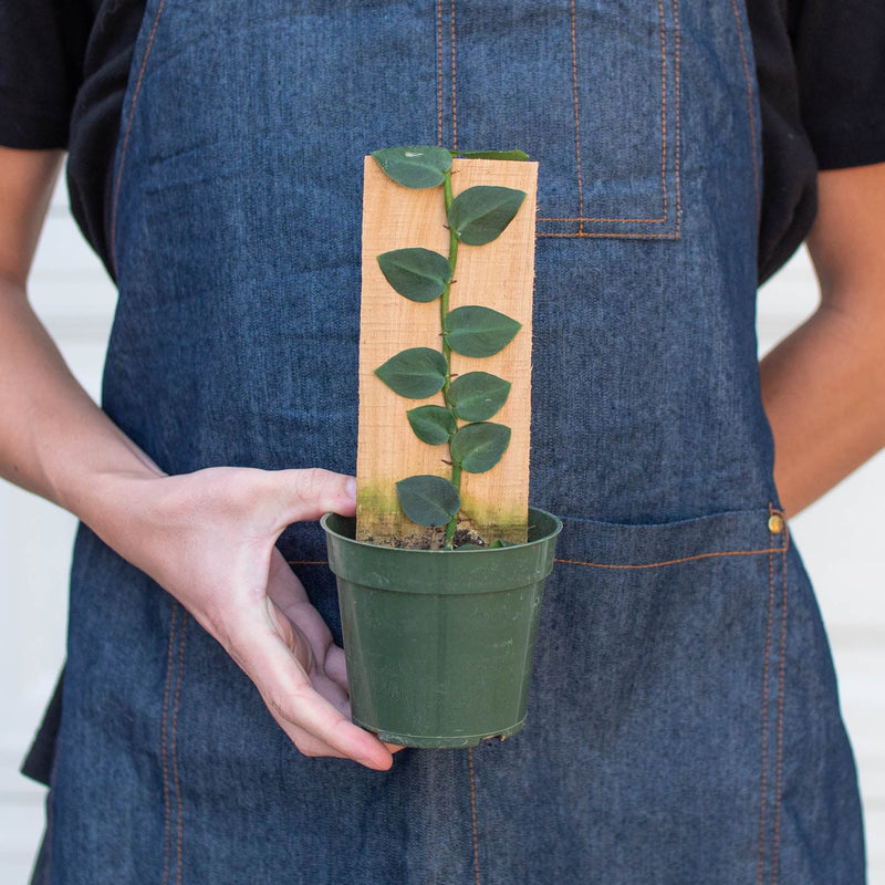 Load image into Gallery viewer, Rhaphidophora 'Hayi' (Shingle Plant)
