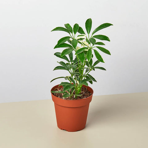 Schefflera Moonlight