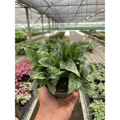 Schismatoglottis Thailand