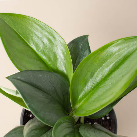 Scindapsus 'Moonlight', additional product view 2