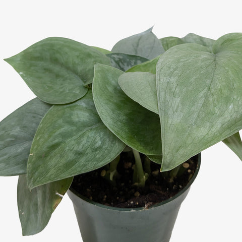 Scindapsus Platinum Java, additional product view 2