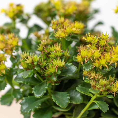 Sedum Little Miss Sunshine, additional product view 2