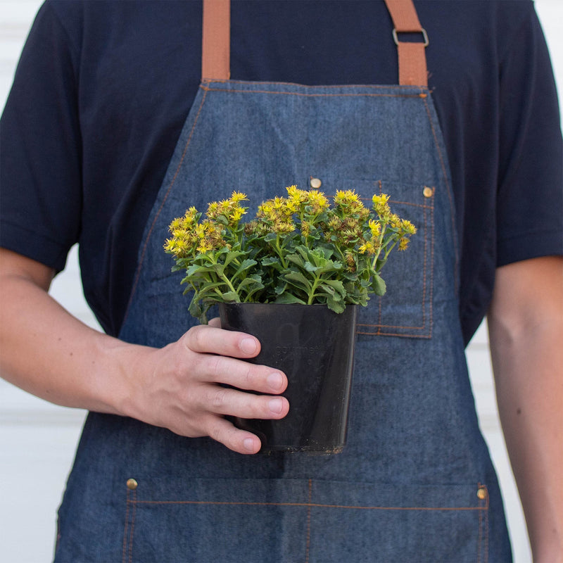 Load image into Gallery viewer, Sedum Little Miss Sunshine
