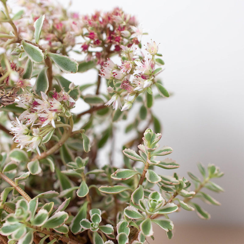 Load image into Gallery viewer, Sedum Tricolor
